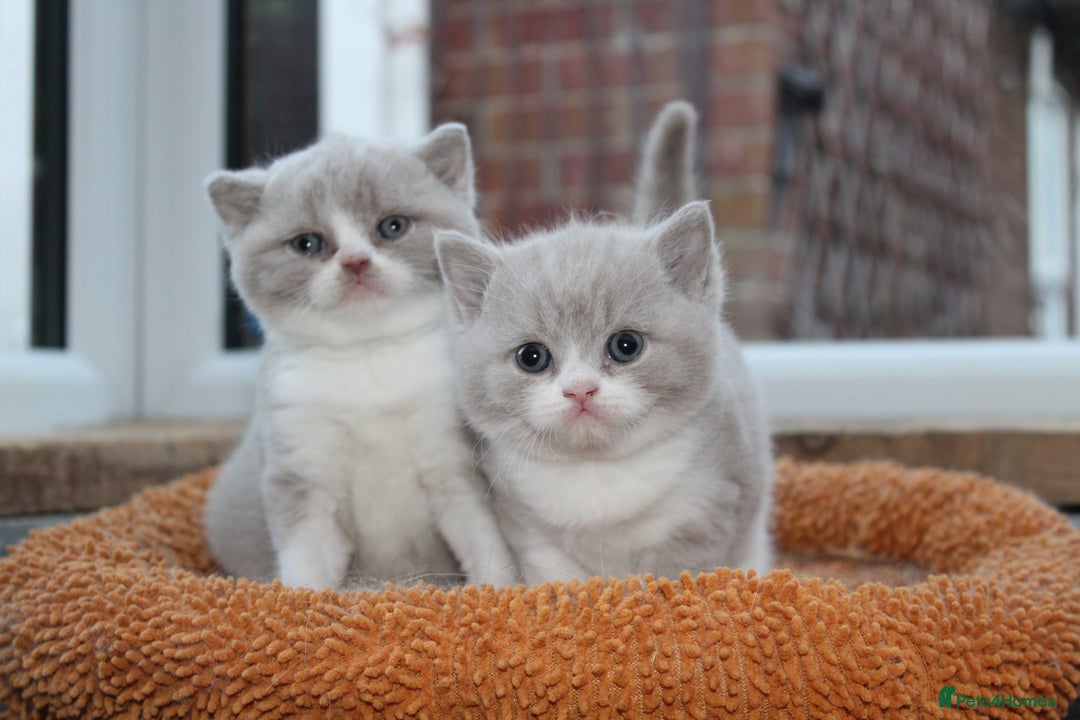 British Shorthair cats for sale: Champion Parents - Bi Colour  British Shorthair  - Image 11