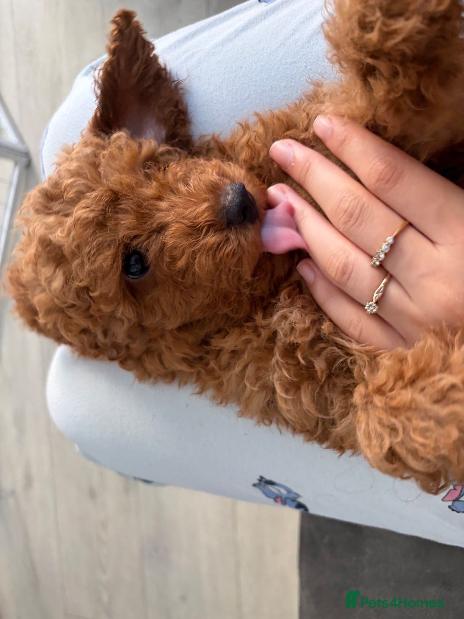 Toy Poodle dogs BOY LEFT!!!KC REGISTERED toy poodle puppies - Advert 2