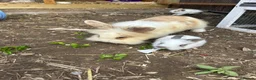 Mixed Breed rabbits for sale: Norwegian dwarf cross mini lionhead  in Berkhamsted - Advert 4