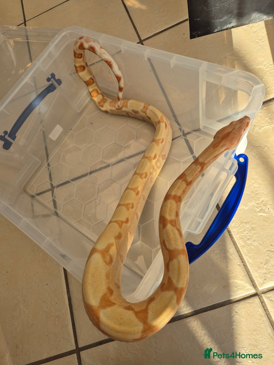 Boa Snake reptiles for sale: Boa, corn, royal snakes - Advert 6