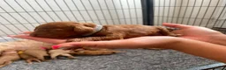 Cockapoo dogs for sale: Beautiful Cockapoo Puppies in Bristol - Advert 28