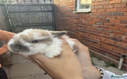 Mini Lion Lop rabbits for sale: Baby lion lops for sale  - Image 3