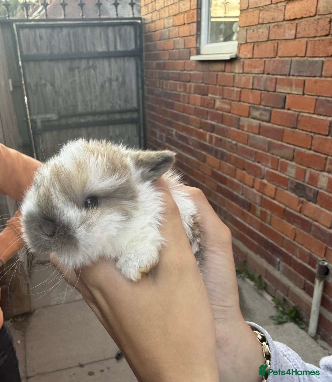 Mini Lion Lop rabbits for sale: Baby lion lops for sale  - Image 3