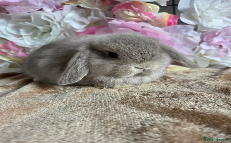 Mini Lop rabbits - Advert 5