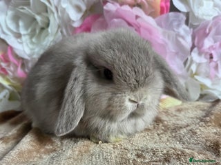 Mini Lop rabbits - Advert 21