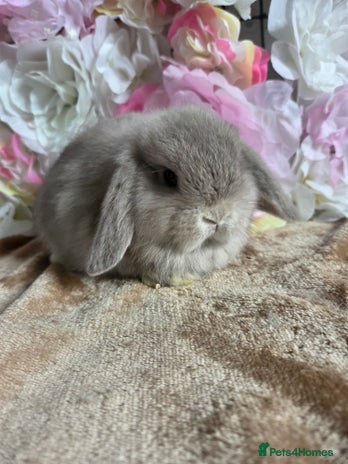 Mini Lop rabbits - Advert 5