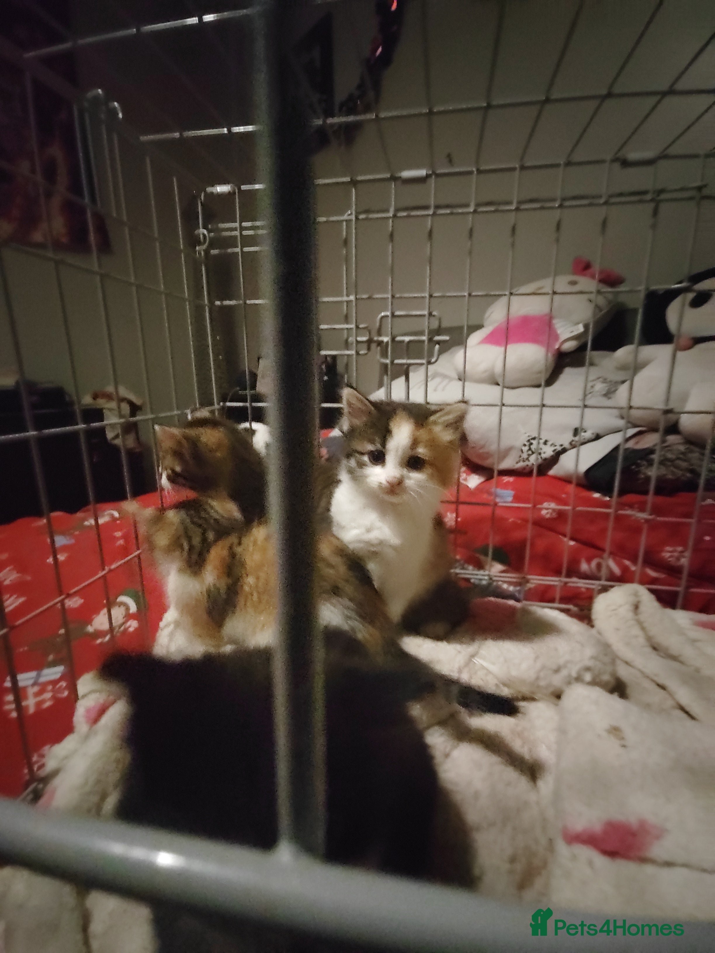 Mixed Breed cats Beautiful fluffy kittens  - Advert 1