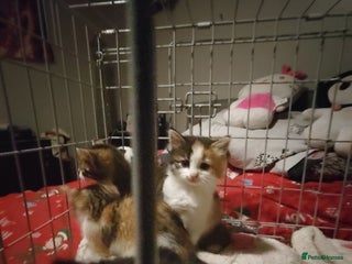 Mixed Breed cats Beautiful fluffy kittens - Advert 6