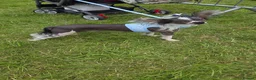 Chinese Crested dogs for sale: Stunning Chinese Crested Girls in Runcorn - Advert 14