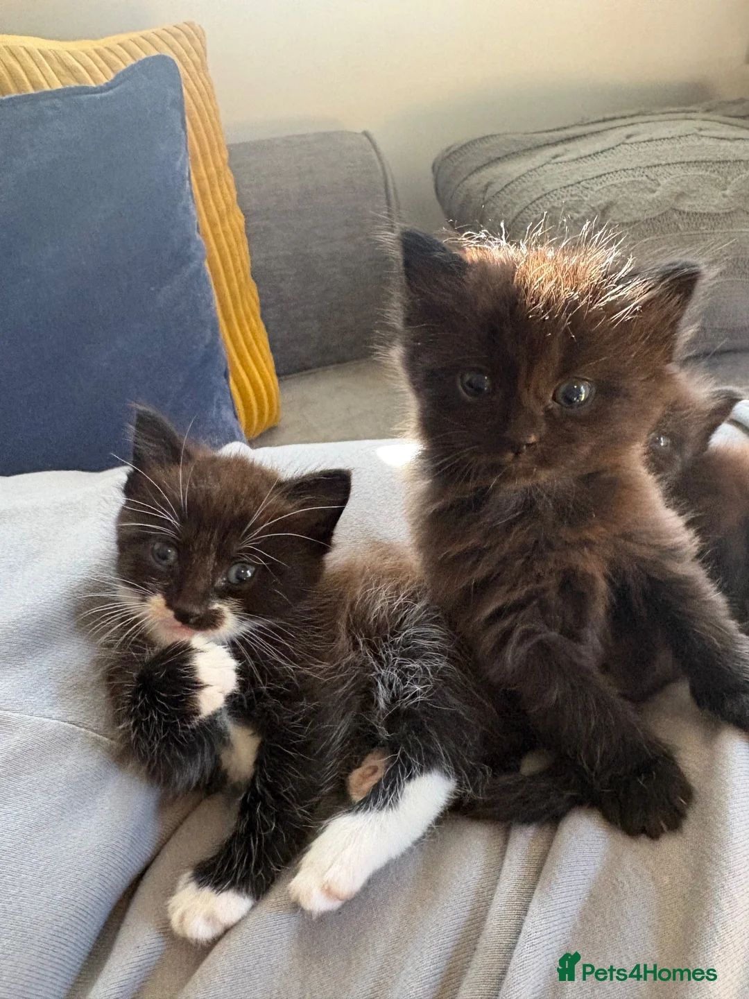 Mixed Breed cats for sale: Beautiful Kittens For Sale - Advert 2