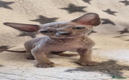 Sphynx cats for sale: Canadian sphynx - Image 6