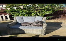 Whippet dogs for sale: 3 stunning KC registered males  - Image 8
