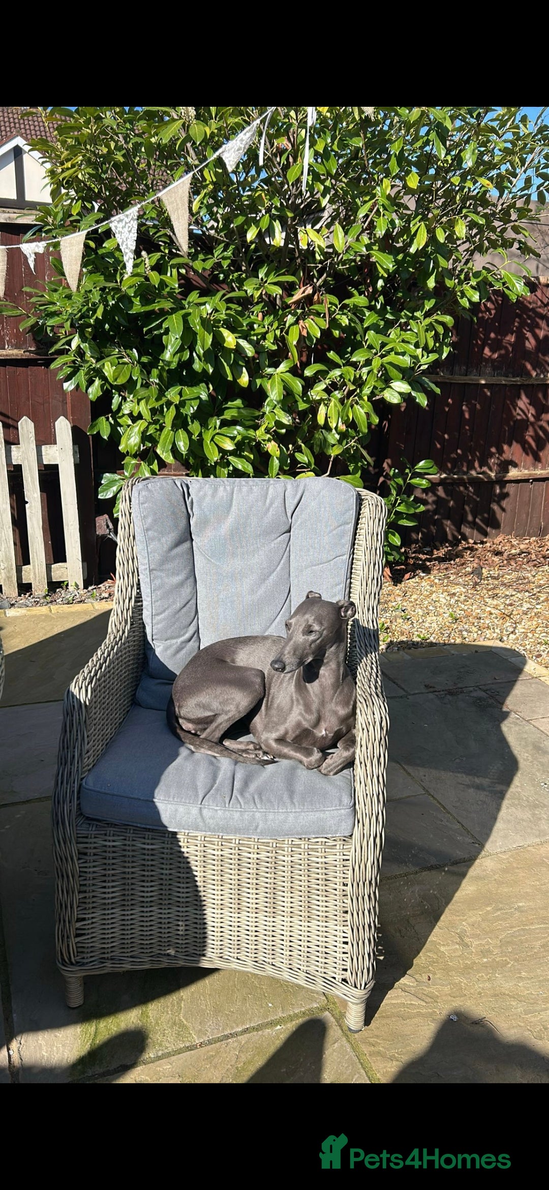 Whippet dogs for sale: 3 stunning KC registered males  - Image 8
