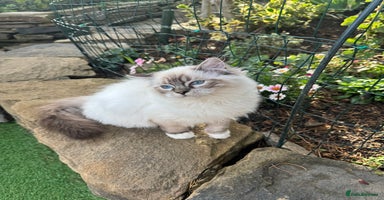 Ragdoll cats - Advert 1