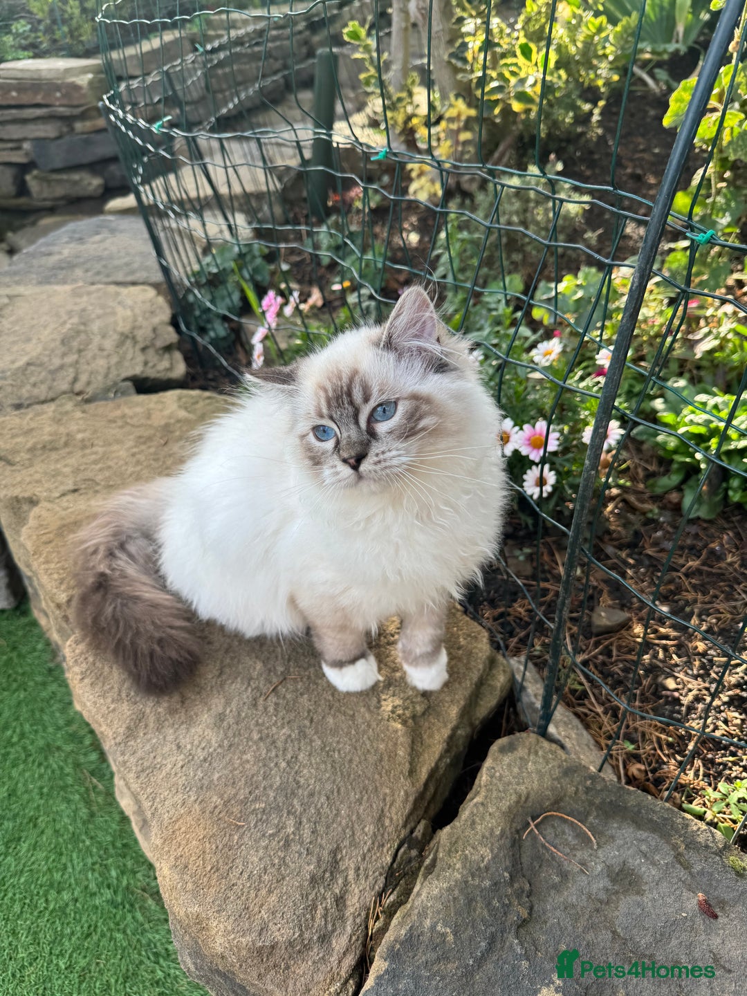 Ragdoll cats for sale: Active chocolate Tabby Girl  - Image 3