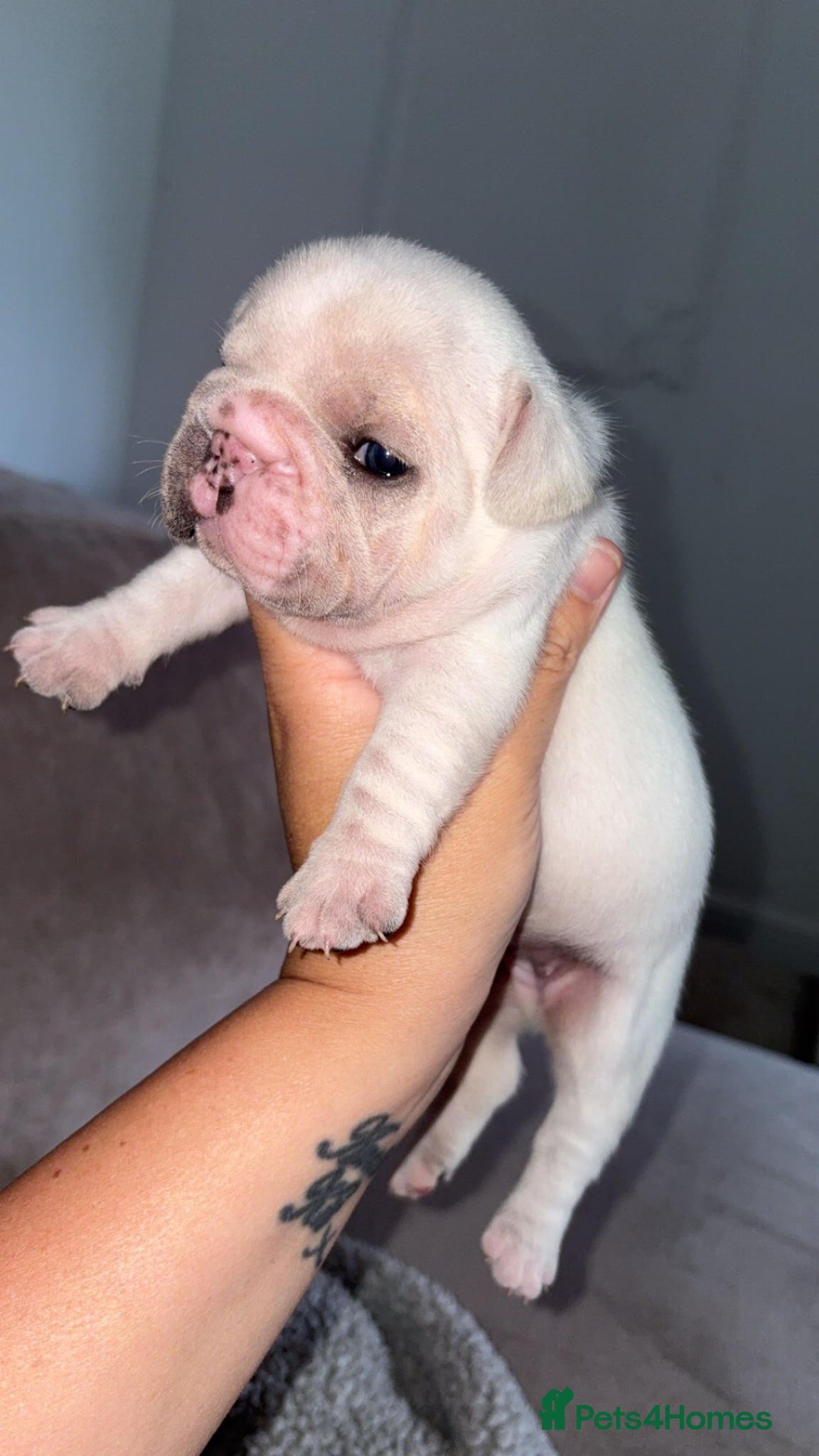 French Bulldog dogs for sale: Frenchie pups for sale! in Liverpool - Advert 5