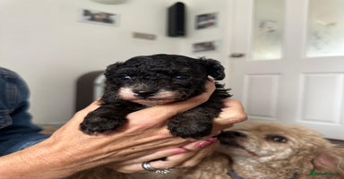 Toy Poodle dogs - Advert 7
