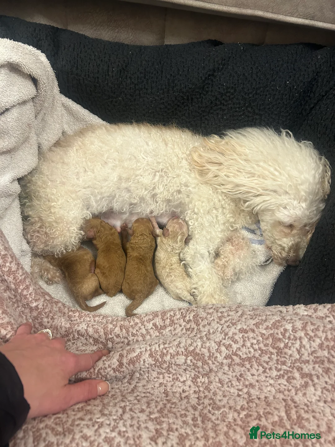 Toy Poodle dogs for sale: Asian imported toy poodle 💙 - Advert 18