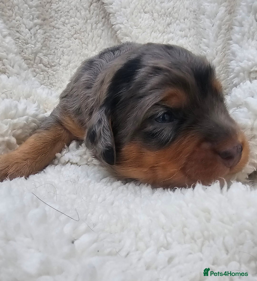 Cockapoo dogs for sale: The best cockapoos  - Image 20