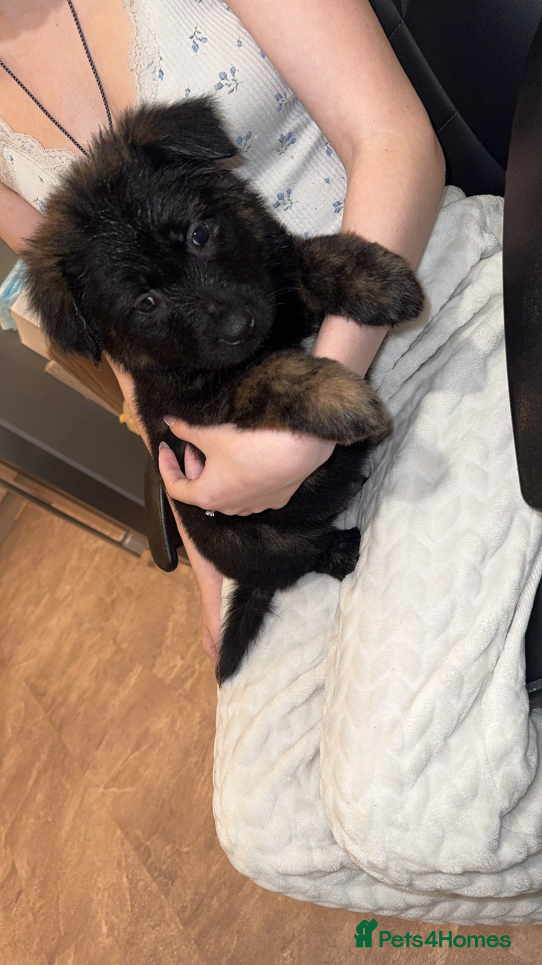 Mixed Breed dogs for sale: Male puppies  - Advert 2