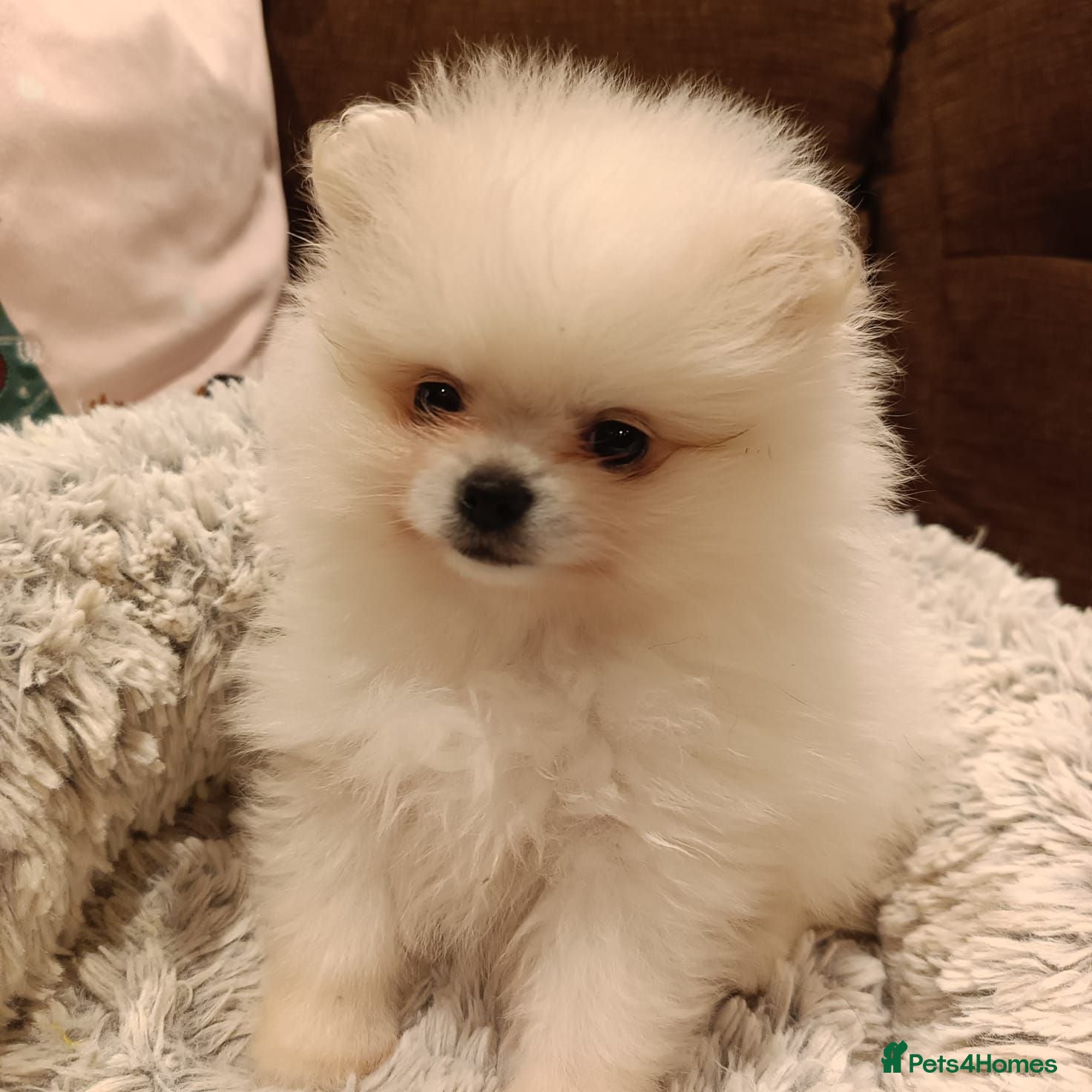 Pomeranian dogs Pom pupie girl with Kc reg , pedigree for sale - Advert 5