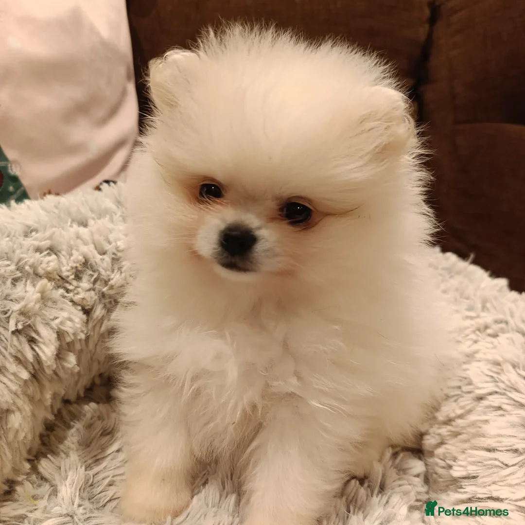 Pomeranian dogs for sale: Pom pupie girl with Kc reg , pedigree for sale - Advert 1