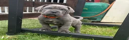 Cane Corso dogs for sale: Cane corso puppies in Rochford - Advert 14