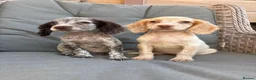Cocker Spaniel dogs for sale: 3 cocker spaniels (council licensed breeders) - Advert 15