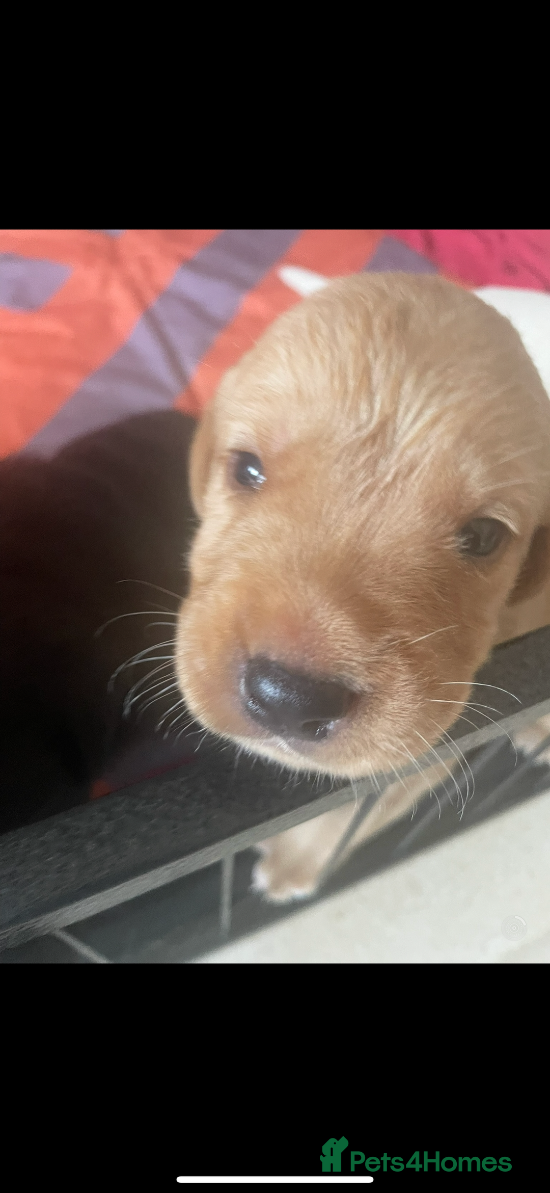 Labrador Retriever dogs for sale: Labrador puppies  - Image 7