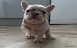 French Bulldog dogs for sale: Beautiful shades of blue babies - Image 10