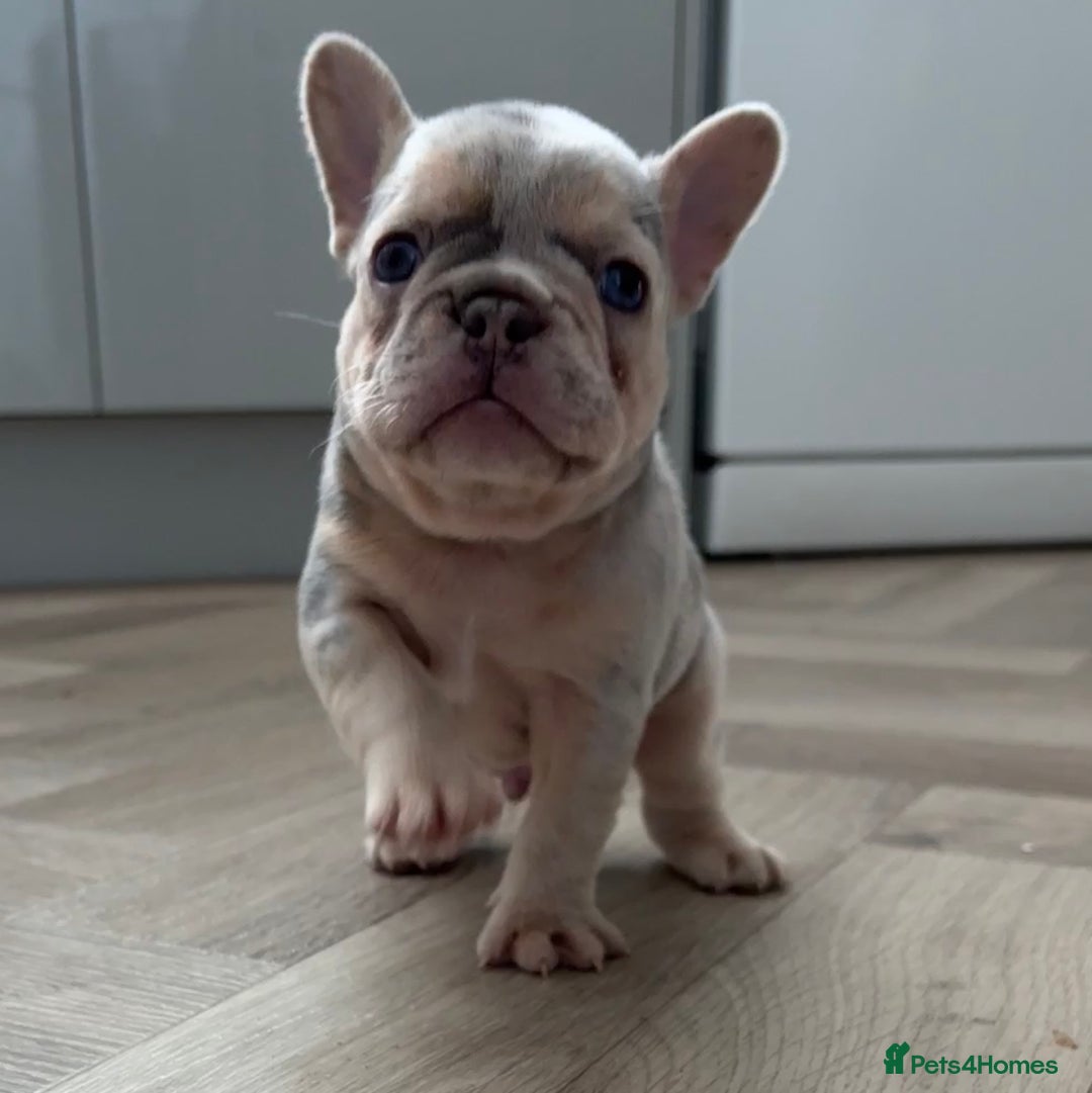 French Bulldog dogs for sale: Beautiful shades of blue babies - Image 10