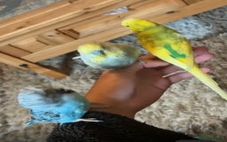 Budgerigars birds for sale: Tamed Handreared Budgies For Sale - Image 5