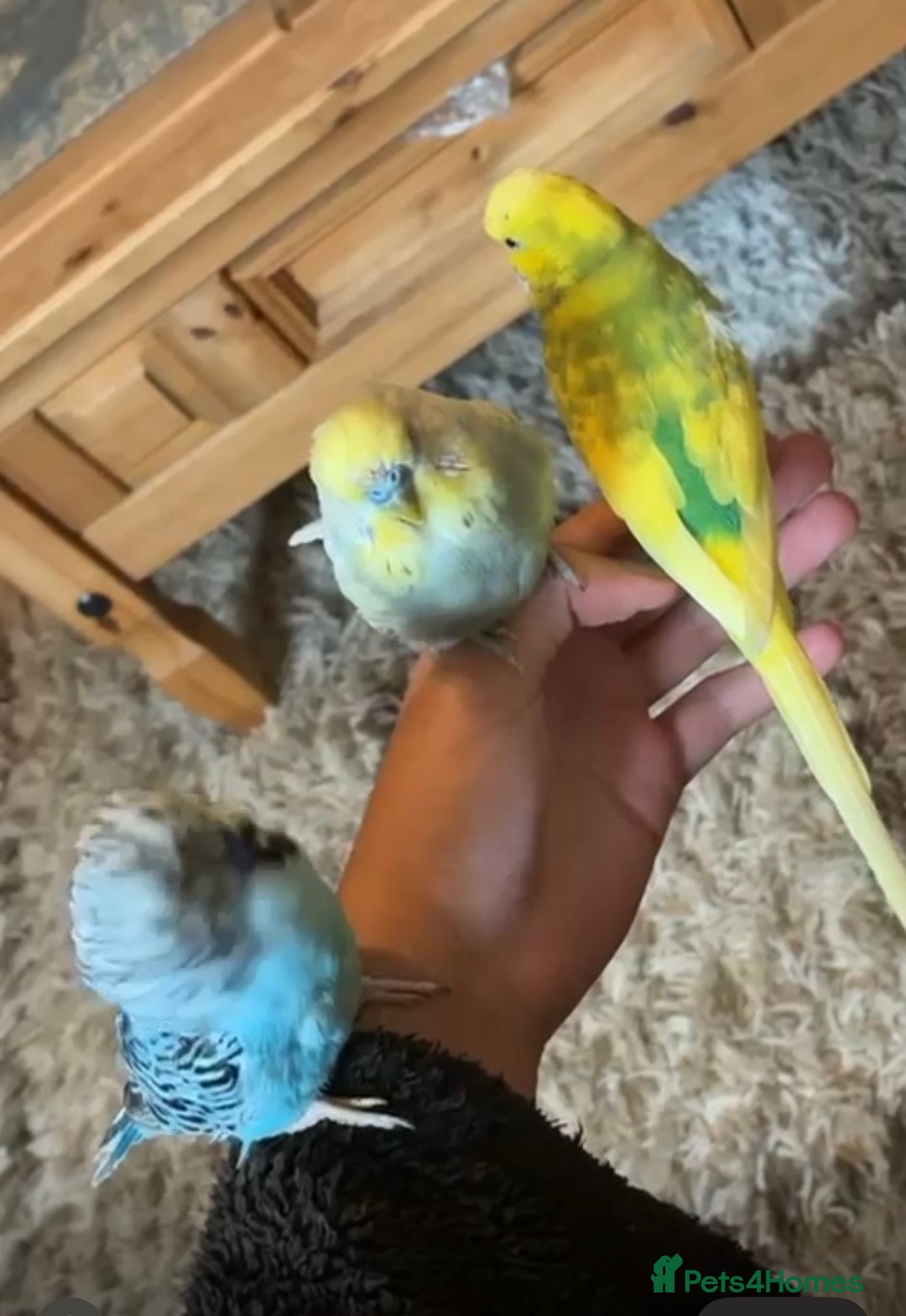 Budgerigars birds for sale: Tamed Handreared Budgies For Sale - Image 5