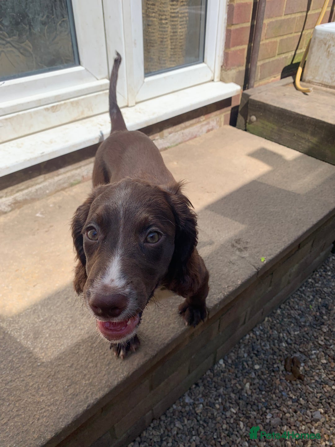 Cocker Spaniel dogs for sale: Working Cocker Spaniel puppies in Bexhill-on-Sea - Image 2