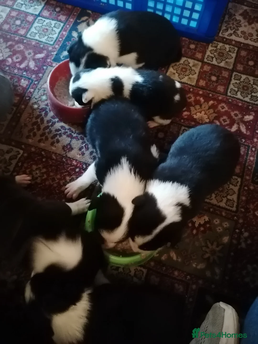 Border Collie dogs for sale: Working Sheepdog puppies  - Advert 6