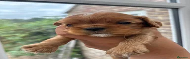 Cavalier King Charles Spaniel 2