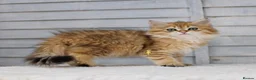 British Longhair cats for sale: Boy ready  - Advert 7
