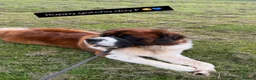 Saint Bernard dogs for sale: Exceptional litter of show quality pups  - Advert 29