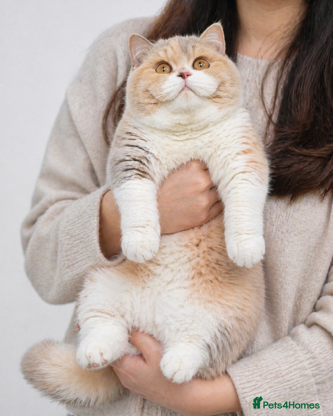 British Shorthair cats 🐾Stunning kittens 🐾 - Advert 4