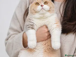 British Shorthair cats 🐾Stunning kittens 🐾 - Advert 1