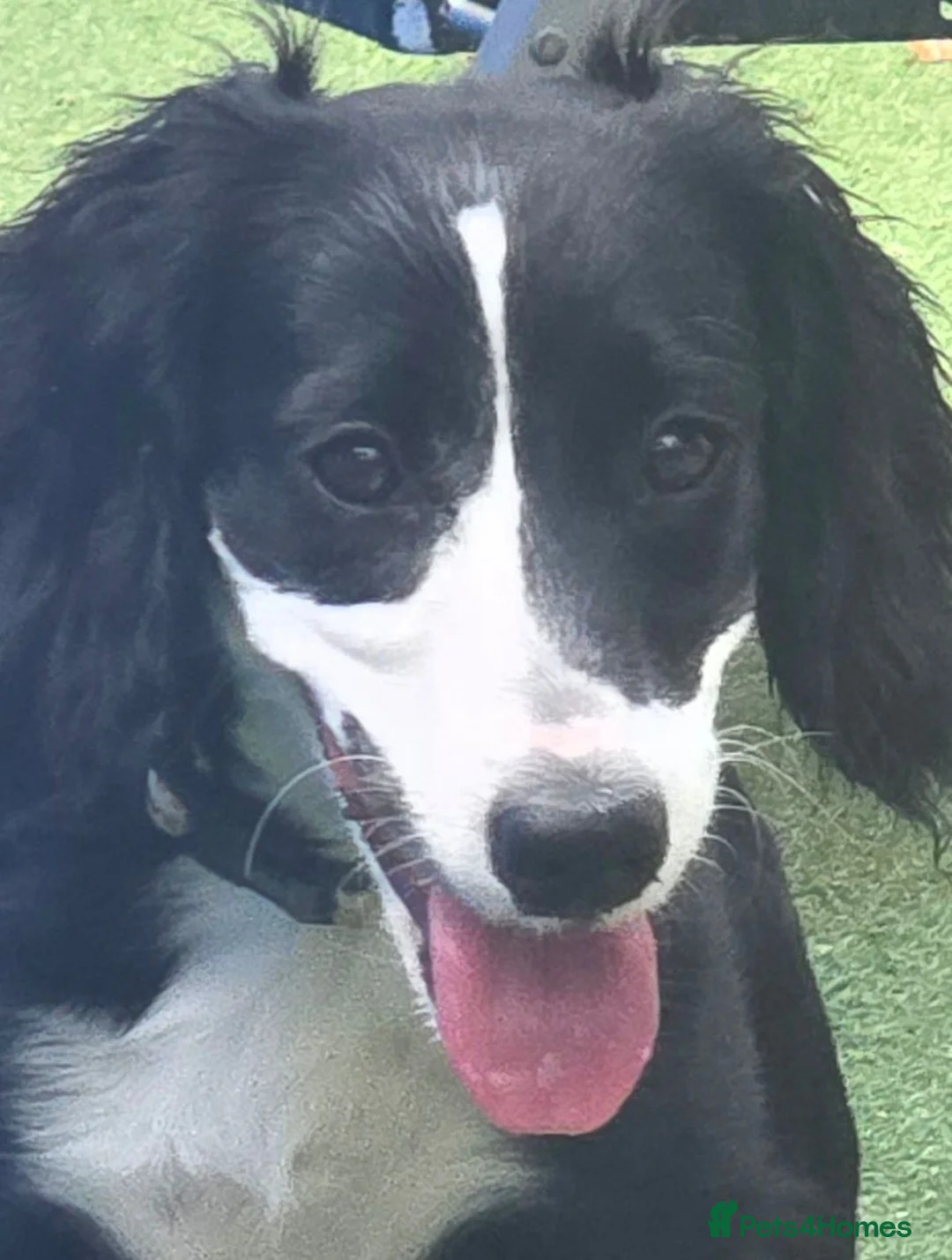 Cockapoo dogs for sale: Lady 8 months old cookapoo - Advert 5