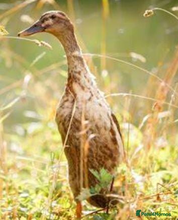 Ducks poultry Male runner duck £5 - Advert 1