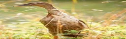 Ducks poultry for sale: Male runner duck £5 - Advert 1