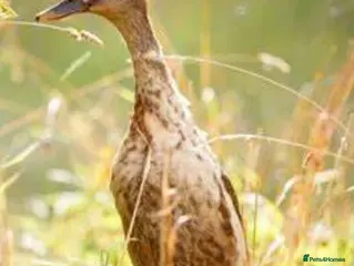 Ducks poultry Male runner duck £5 - Advert 1