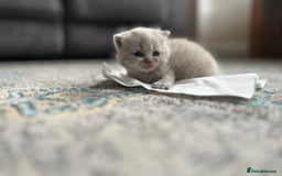 British Shorthair cats for sale: British Shorthair Kittens - Image 10