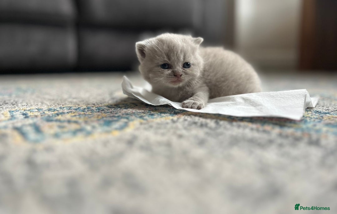 British Shorthair cats for sale: British Shorthair Kittens - Image 10