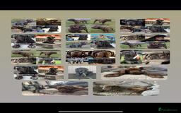 Neapolitan Mastiff dogs for sale: Neapolitan mastiff puppies due 27th September - Image 18