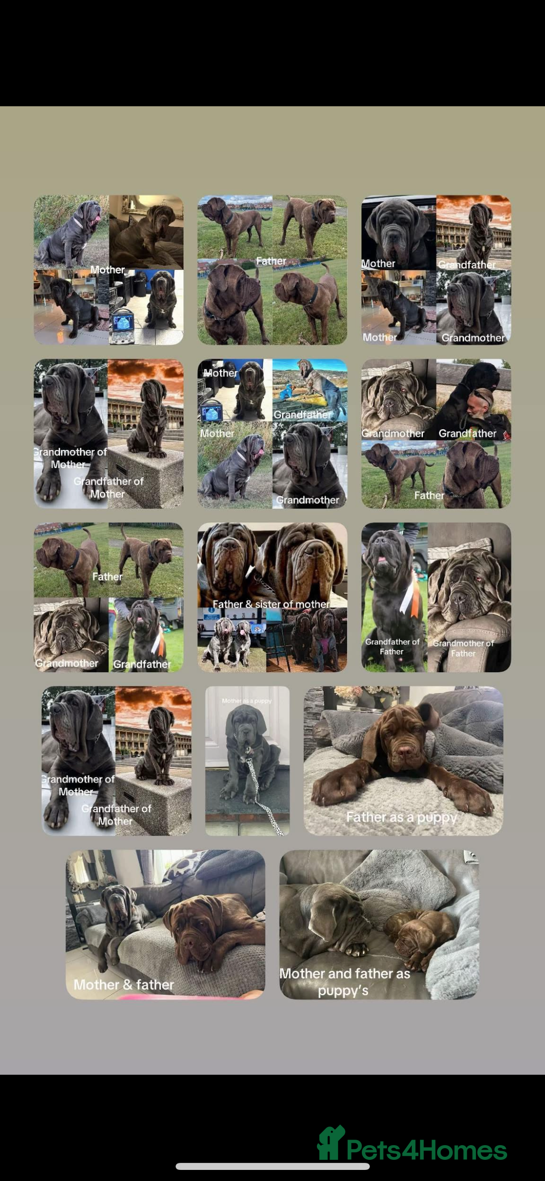 Neapolitan Mastiff dogs for sale: Neapolitan mastiff puppies due 27th September - Image 18