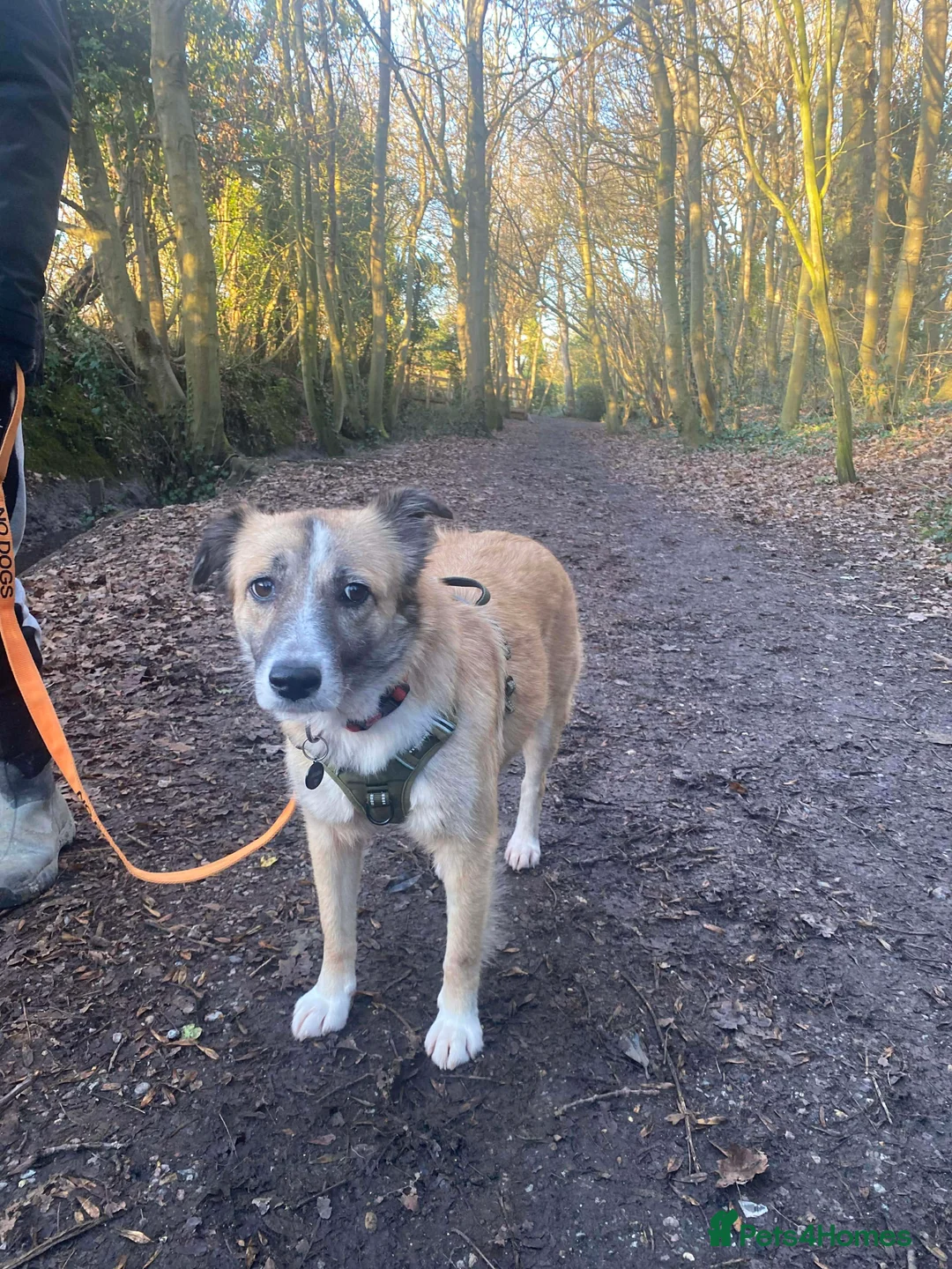 Mixed Breed dogs for adoption: 💕 Shelby 💕 in Blackpool - Advert 1