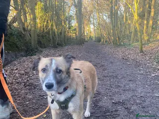 Mixed Breed dogs 💕 Shelby 💕 - Advert 19